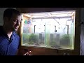 How to: Grow DUST ALGAE in AQUARIUM - Natural Food for Baby Shrimp!