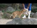 【ライオン】2022/8/30のクレイくん🦁その3　とべ動物園