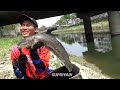 Seribu satu..!Pemancing belum tentun menjumpai penampakan langka seprti ini saat mancing ikan gabus