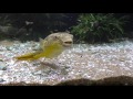 THE LARGEST FRESHWATER PUFFER. Tetraodon Mbu Puffer Fish Profile