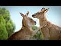 Modern Major Kangaroo - But It's 2x Faster - Animal Jam - AJ - Animal Jam Play Wild - Animal1552