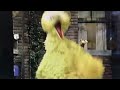 Big Bird lets out his suppressed rage.