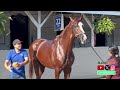 Kazakhstan and Russia Racing Star Kabirkhan, son of California Chrome, Trains to Race in the U.S.