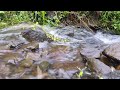 River Sound Fall Into Deep Sleep | Healing of Stress, Anxiety & Depressive States | Remove Insomnia