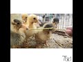 Duckling 1st feed | duck k bachon ki feed aur care | duck babies feed and care | hindi urdu.