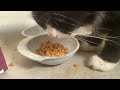 asmr kucing makan