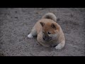 Ein Shiba Inu Welpe zieht ein - die ersten Wochen  Stubenreinheit, Mein Welpe beisst, Welpenschule