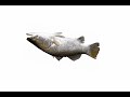 ~1 hour of funny fish with music [TW] [Very emotional]