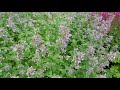 Ueno Farm 2021. Plants of a Snow forest climate are in full bloom in Hokkaido. 上野ファーム #4K #オープンガーデン