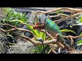 Chameleon Enclosure |How To Build A Hybrid Reptile Cage PVC or Wood DIY| Bioactive Vivarium.