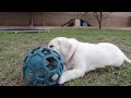 Puppies Outside For The First Time!