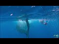 Swimming with Whale Sharks and Manta Rays - Isla Mujeres, Mexico
