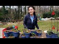 Planting strawberries in a container 🍓🍓🍓🍓🍓