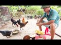 BREEDING CHICKENS, DUCKS - PIGEONS ARE AFRAID TO LIE EGGS, MOVING THE BIRD'S NEST | Dong Farm