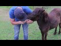 Unexpected Rescue and Restoration - REAL HORSE