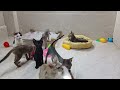 BEST Pets of the DECADE!😻🐶 | Funniest Videos 2024😹