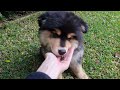 Triton Sit-Stay-Come-OMNOM (Finnish Lapphund Puppy)