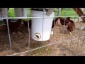How to make the best darn automatic chicken feeder (no mess chicken feeding system)
