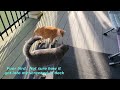 Domestic Cats Catching Bird, Cat's Funny Life. Cute Cats Jessica Johnny #cats #pets #viral #funny