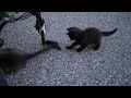 親猫の尻尾と戯れる子猫 stray cats