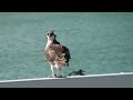 Osprey