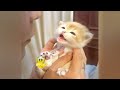 🐶 Funniest Cats and Dogs Videos 😍🙀 Funny Cats Moments 🐱😆