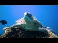 Best 4K Aquarium (ULTRA HD) 🐠 Beautiful Coral Reef,The World Of Sea Jellyfish - Relaxing Music
