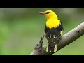 The World's Most Beautiful Bird Songs - Part One