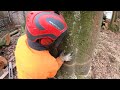 DÉMONTAGE DE DEUX GROS ARBRES ! PROCHE D'UNE CITERNE DE GAZ