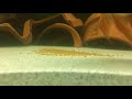 Severum fertilizing eggs