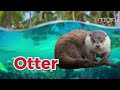 60 Minutes OCEAN ANIMALS In English
