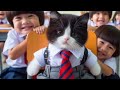 !!Cute Cat Videos!! Compilation of Cat Funny & Sad Videos!!Have a good Treat😜😜!!