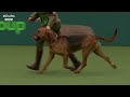 Hound Group Judging | Crufts 2022