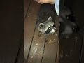 Friendly raccoon