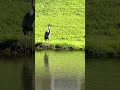 More of the Great Blue Heron