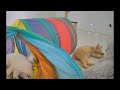 TRY NOT TO LAUGH 😂🐶 Funny And Cute Cats Videos 2024 🤣