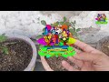 🌹गुलाब की ताक़तवर मिट्टी ऐसे तैयार करें🌹best potting soil for rose🌹best soil mix |best rose soil mix🌹