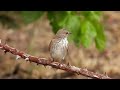 Lejsek šedý, Spotted Flycatcher,Grauschnäpper,Grauwe vliegenvanger,Серая мухоловка, Muchołówka szara