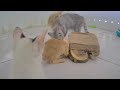 So Funny! Funniest Cats and Dogs 2024 😸 Best Funny Video Compilation 😹🐱