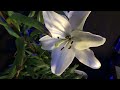 LILIUM | LIRIOS | CUIDADOS | DATOS | FLORACION