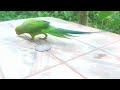 parrot natural voice #parrotr