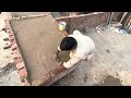 How To Make A Pigeon Cage Unique Desi Style Cement & Bricks ।highflyingpigeons