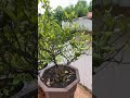 Home of bonsai