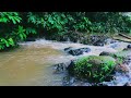 The Sound of Flowing Water, Forest River Flow. Birds chirping, nature sounds to relieve stress