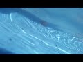 Galaxy s5 water video