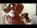 Painting My Dog 🎨 SURPRISE ENDING 🫣🐶🐾
