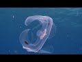 Glass Animals -  the most transparent aquatic animals to the Glass Animals soundtrack- Heatwave