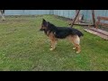 The most cheerful German Shepherd