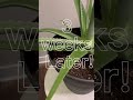 How to fix brown aloe #aloe #houseplants #succulent #succulents #garden #homegarden #indoorplants