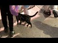 Store cat in Mongkok by bus stop